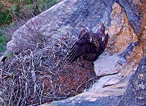 Mascle copulant amb l'altra femella. Autor: Miranatura