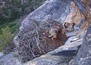 Càmera web en un niu d'àguila cuabarrada al Parc <br />del Garraf. Autor: XPN
