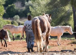 Cavalls de la Fundació Miranda al Parc del Garraf.<br />Autora: Judit Contreras / Diputació de Barcelona