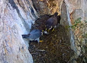 Falcons pelegrins repartint-se una presa.<br />Autor: Miranatura