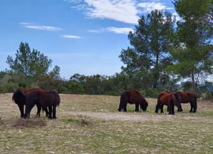 Els grup de ponis pottoka del Parc del Garraf.<br />Autor: XPN