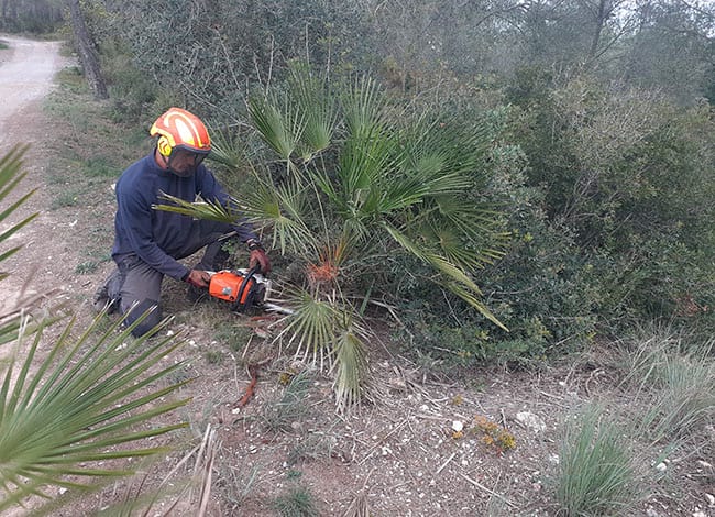 La retirada del margalló afectat per l'eruga barrinadora de les palmeres. Autor: XPN