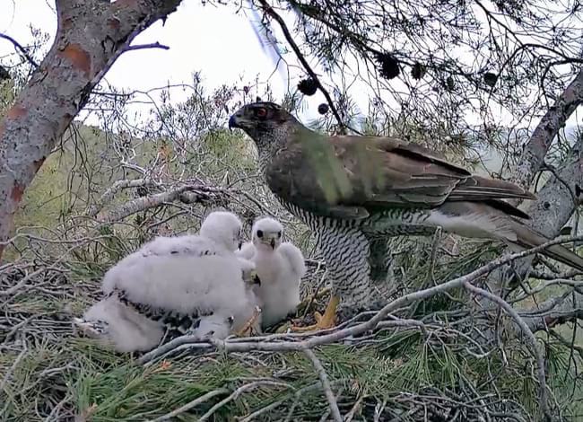 Femella d'astor amb polls. Autor: Xavier Segarra i Rodrigo del Amo