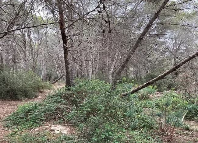 Al bosc de Sant Pere de Ribes s'organitzen sessions per fer un bany de bosc. Autora: Montse Jené / Catalunya Ràdio