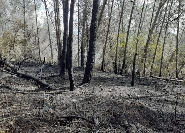 Van cremar 20,13 hectàrees forestals. Autor: XPN