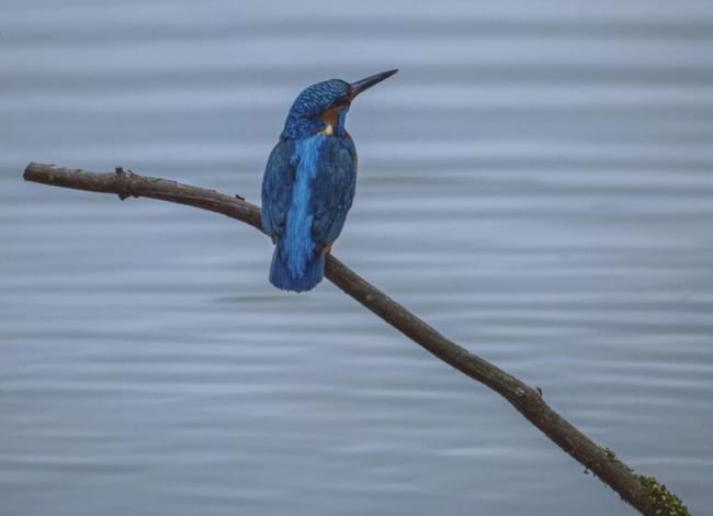 Imatge guanyadora del primer premi modalitat 'Qualsevol aspecte del Parc'. Autor: Ignasi Pellisa