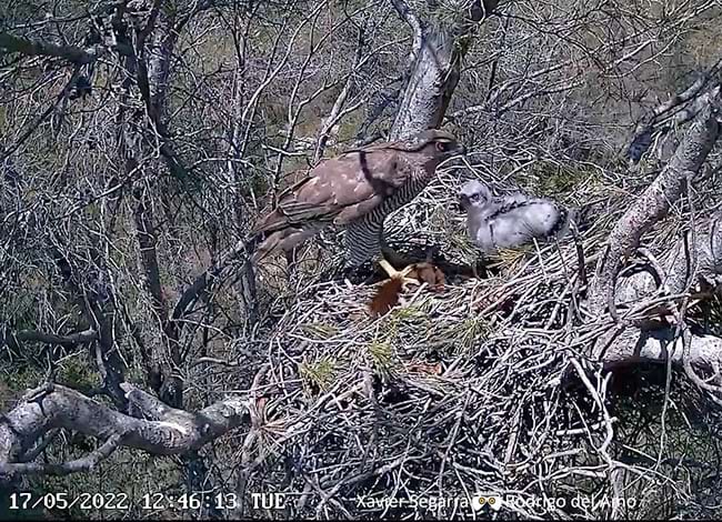 Imatge de la càmera web d'un dels nius de les parelles d'astor. Autors: Xavier Segarra i Rodrigo del Amo