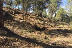 Zona desbrossada. Autor: MAC