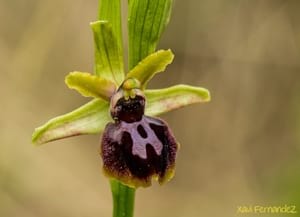 Abellera aranyosa. Autor: X. Fernandez - MAC Olèrdola