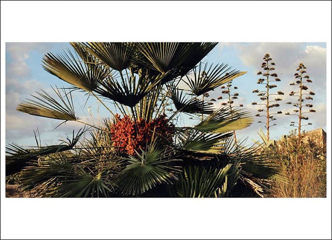 Accèssit 2020. Autor: Joan Molero