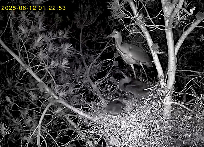 Captura d'imatge d'un bernat pescaire a través de la càmera instal·lada.