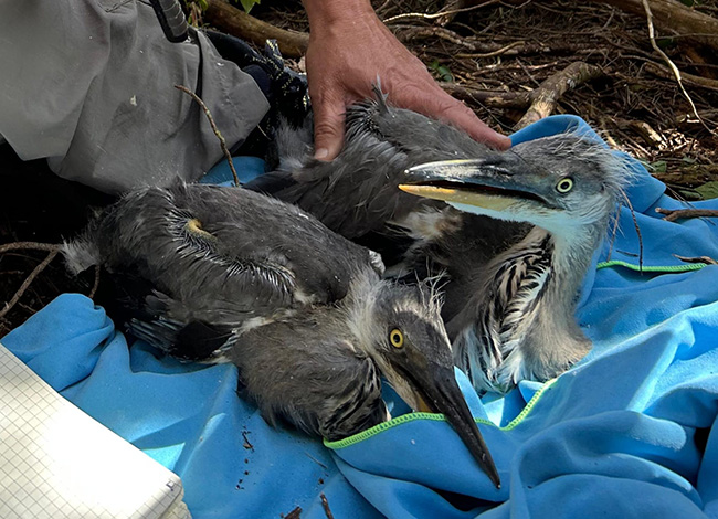 L'anellament dels polls. Autor: Carles Sansa