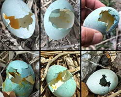 Mostra d’ous trobats sota els nius. Autor: Josep García