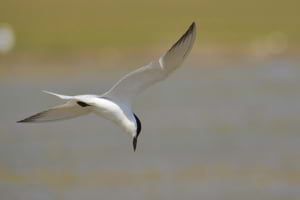 El curroc, ocell lligat a ambients aquàtics. Autor: X. Bayer