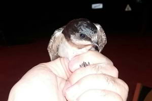 Exemplar anellat. Autors: M. Bonilla i V. Cadenas