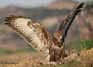 Imatge del programa. Autor: Xavier Bayer