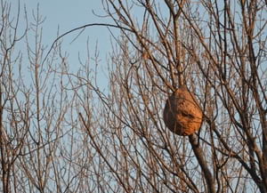 Niu al costat del riu Foix. Autor: X. Bayer