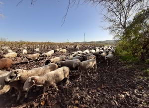 Ramat al Parc del Foix. Autor: XPN