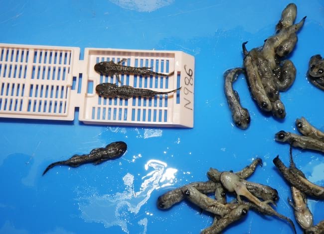 Detall de les larves de salamandra mortes. Autor: CRARC-SCH