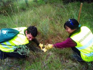 Voluntaris plantant. Autor: Cercle de Voluntaris