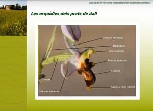 Moment de la xerrada. Autor: A. Salvat / Aprèn