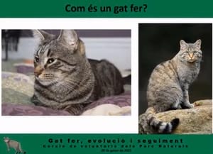 Material de la xerrada sobre el gat fer.<br />Autor: FELIS-ICHN