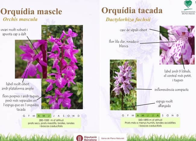 Detall de la fitxa divulgativa sobre les orquídies que es va presentar a la Trobada.<br />Autor: Alfred Bellés