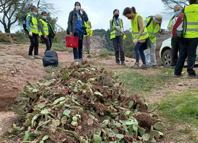 Mostra de figuera de moro retirada pel grup de voluntaris. Autor: Cercle de Voluntaris