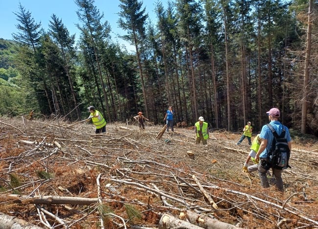 Voluntaris retirant part de la brancada. Autor: Cercle de Voluntaris
