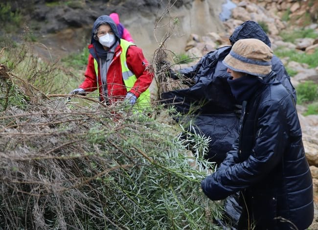 Voluntàries retirant 'Senecio pterophorus'. Autor: Cercle de Voluntaris dels Parcs Naturals