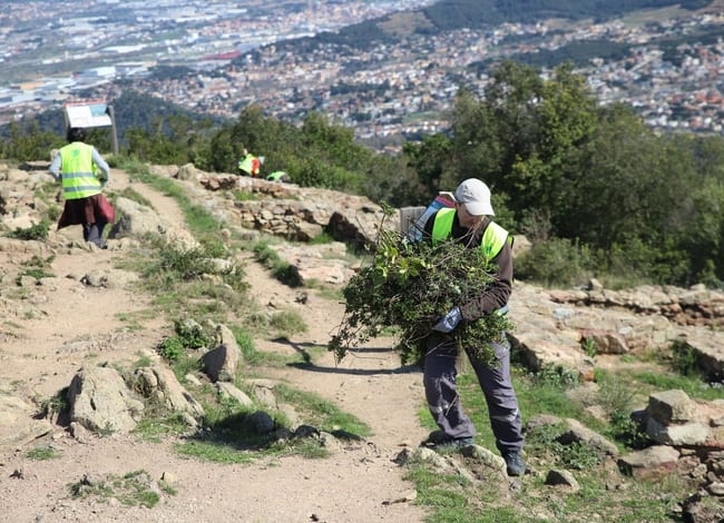 Grup de voluntaris eliminant vegetació al jaciment ibèric de les Maleses. Autor: Cercle de Voluntaris