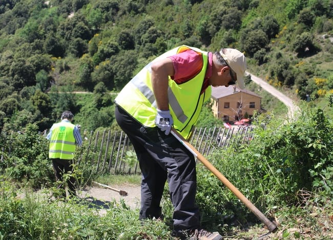 Dos voluntaris eliminant seneci del Cap. Autor: Cercle de Voluntaris