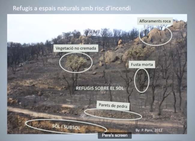Imatge de la xerrada en línia sobre incendis forestals i ecosistemes. Autor: Pere Pons