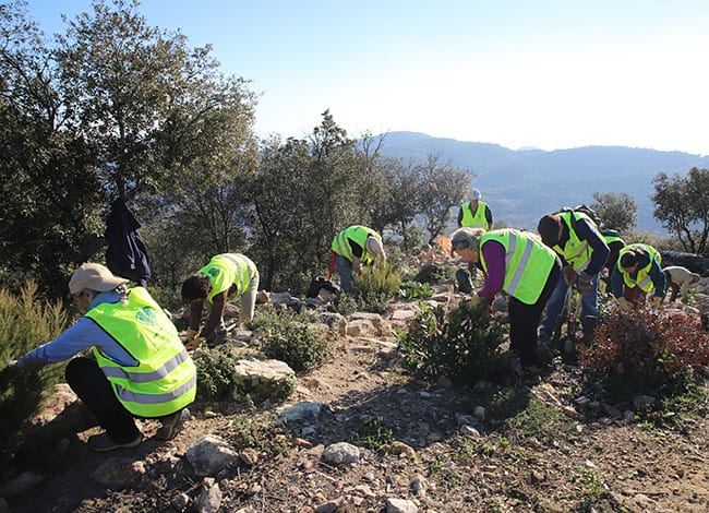 Els voluntaris, netejant la vegetació. Autor: Cercle de Voluntaris dels Parcs Naturals