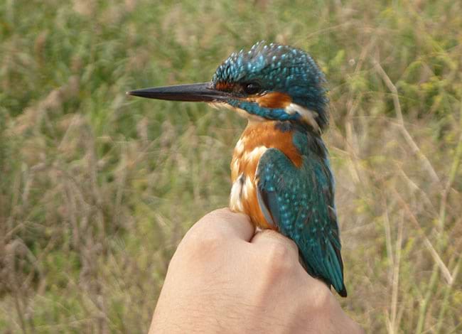 Un blauet anellat. Autor: XPN