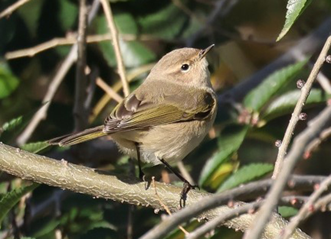 Mosquiter comú siberià a Santa Coloma. Autor: Xavier Larruy