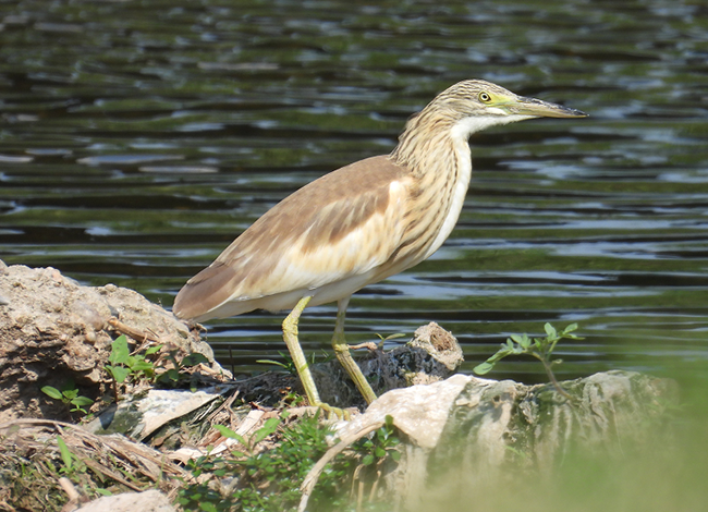 Martinet ros juvenil vist a Santa Coloma de Gramenet. Autoria: Xavier Larruy