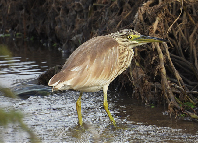 Martinet ros vist a una bassa del Refugi de Biodiversitat del Riu Besòs a Santa Coloma de Gramenet. © Xavier Larruy