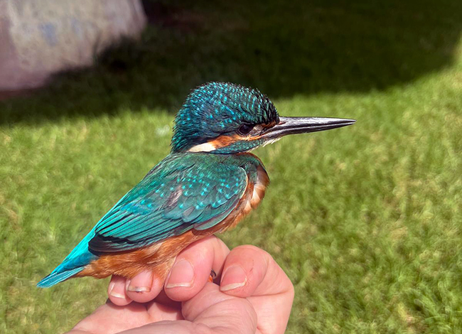 Un exemplar de blauet anellat. © Xavier Larruy