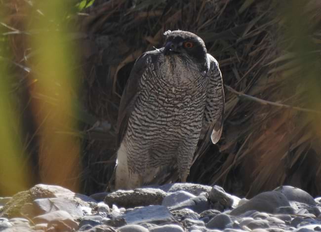 L'astor (<i>Accipiter gentilis</i>) vist a Sant Adrià de Besòs. Autor: Xavier Larruy