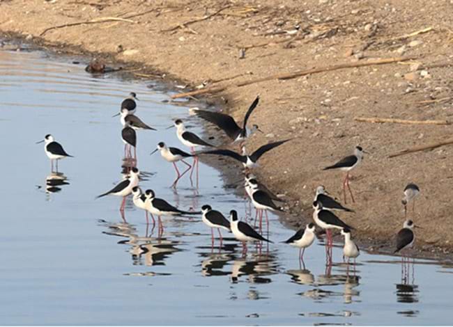 Grup migratori de 22 cames llargues i dos corriols petits a la barra de sorra de la desembocadura. Autor: Diana Navarro