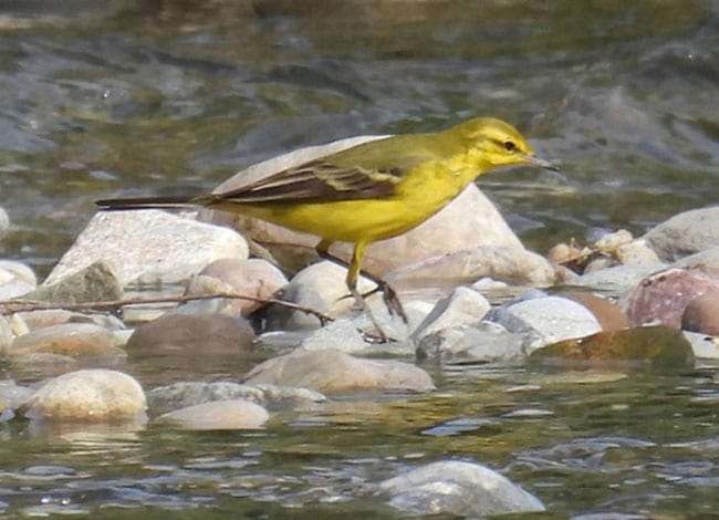 Cuereta groga anglesa. Autor: Xavier Larruy