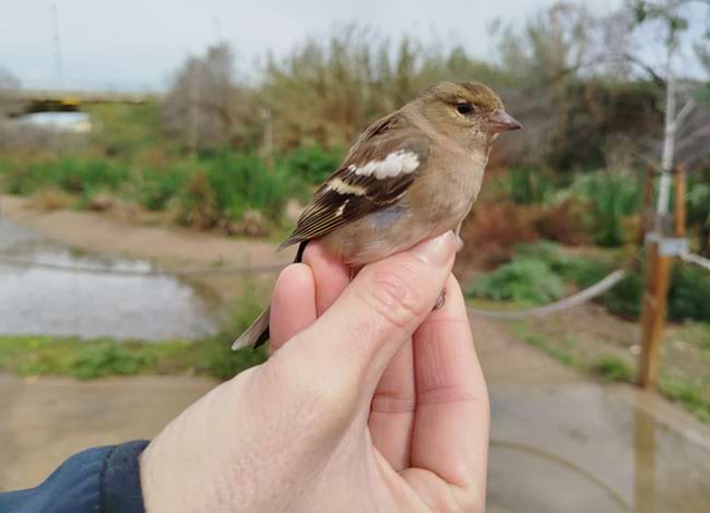 Pinsa comú femella. Autor: Enrique Gómez
