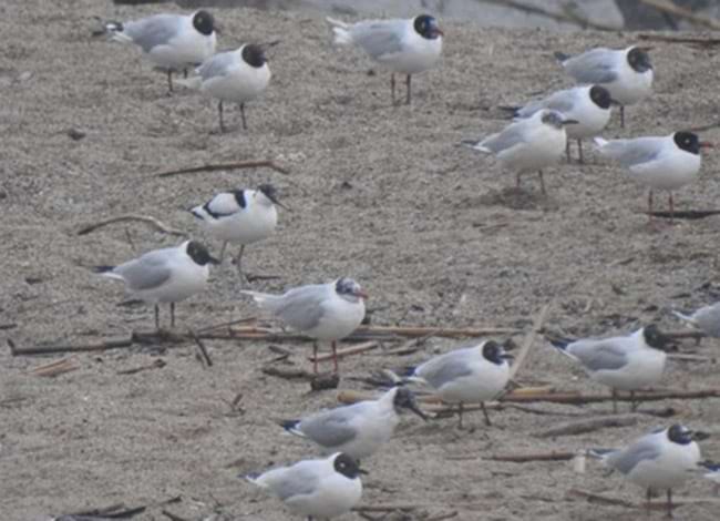 Bec d’alena descansant a la barra de sorra de la desembocadura enmig d’un temporal conjuntament amb gavines capnegres, gavines rialleres i xatracs becllargs. Autor: Xavier Larruy