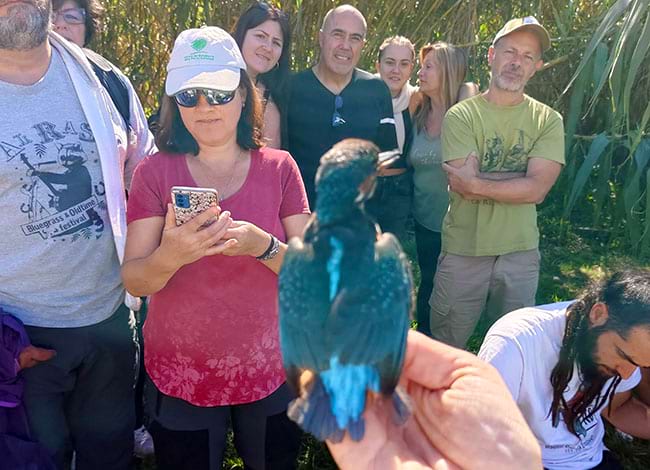 Un dels blauets capturats i anellats. Autor: XPN