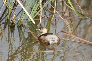 Cabusset. Autor: Xavier Larruy