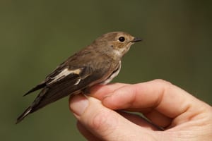 Mastegagatxes. Autor: Quique Carballal