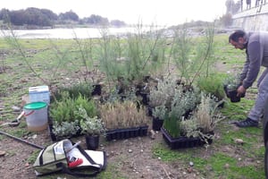 Plàntules a punt per plantar. Autor: Galanthus