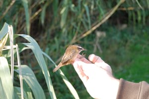 Exemplar capturat de boscarla mostatxuda. Autor: Parc Fluvial