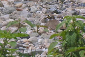 Corriol petit covant en un codolar. Autor: Xavier Larruy